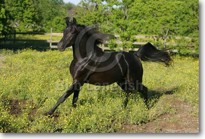 haggo
