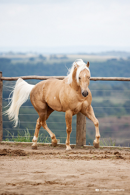 goldwyn