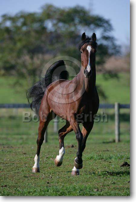 WPE Elegant Anna